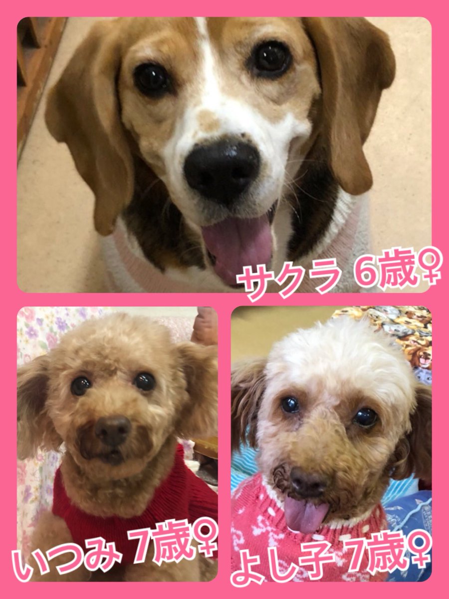 🐾今日の里親様募集中ワンコ🐶メンバーです🐾2019,12,19